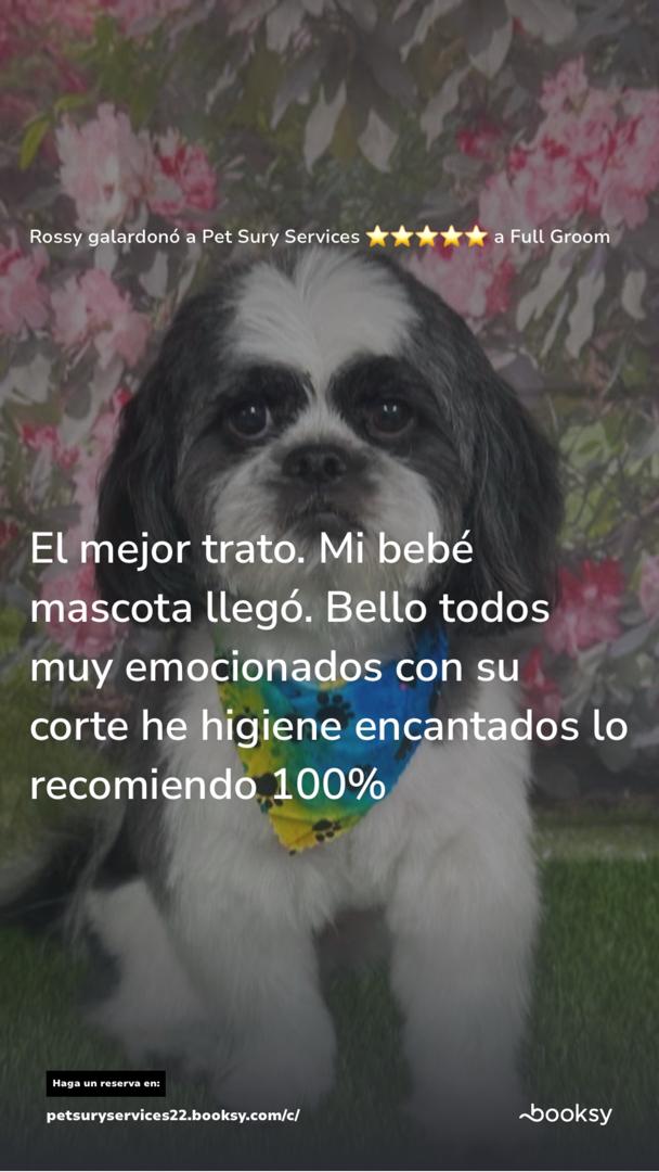 Opinión 4